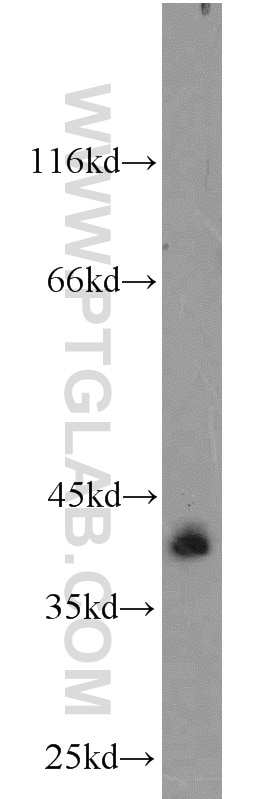 Western Blot (WB) analysis of mouse testis tissue using SYCE1 Polyclonal antibody (11063-1-AP)