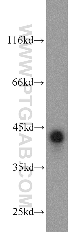 Western Blot (WB) analysis of mouse testis tissue using SYCE1 Polyclonal antibody (17406-1-AP)