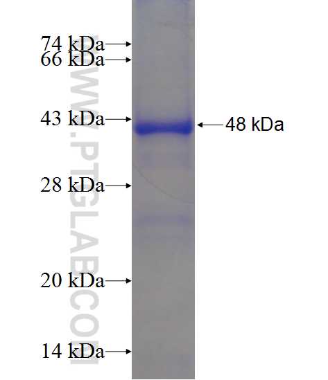 SYCE1 fusion protein Ag11410 SDS-PAGE