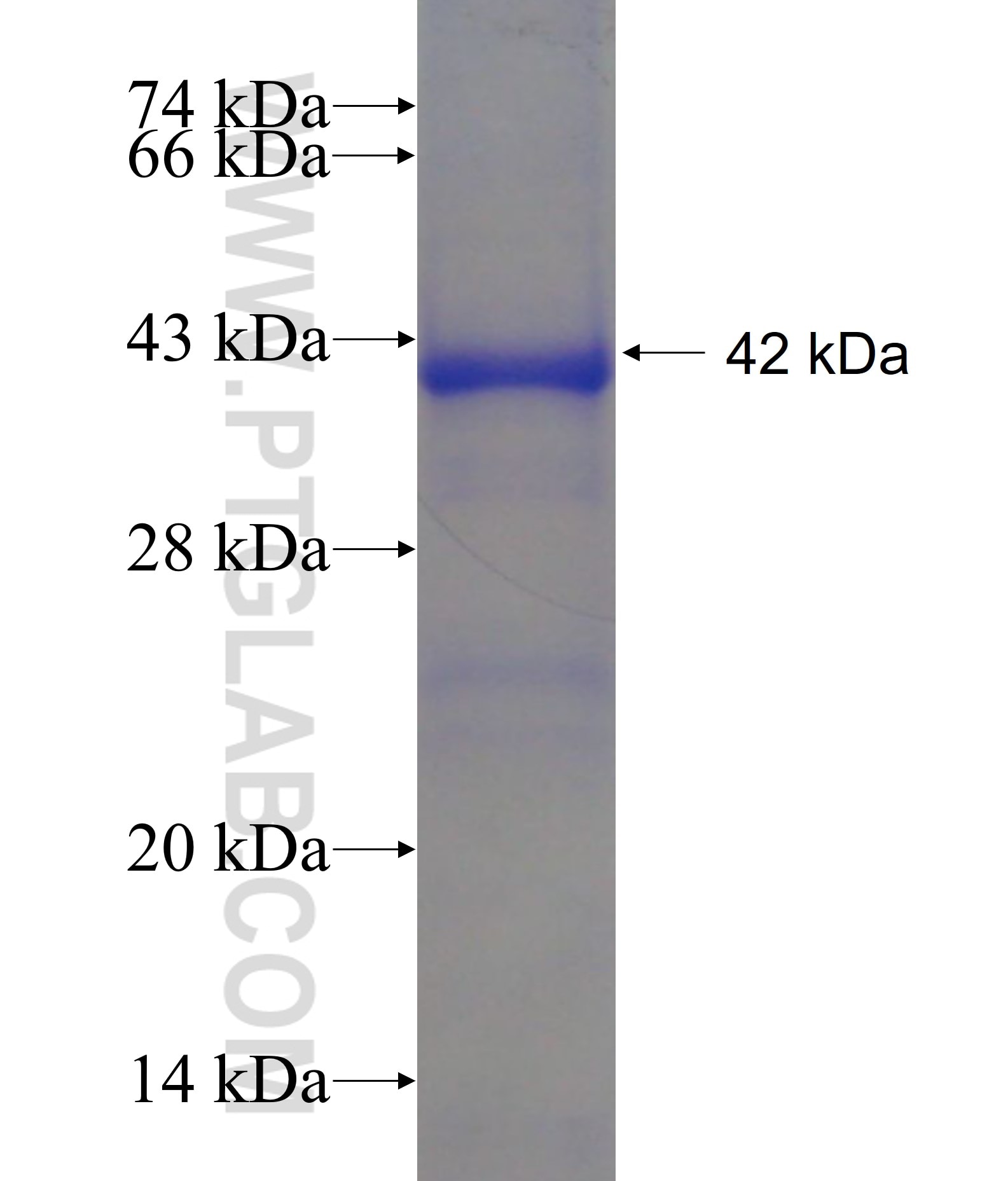 SYCE1 fusion protein Ag11410 SDS-PAGE