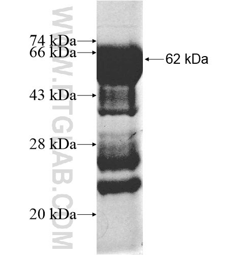 SYCE1 fusion protein Ag11426 SDS-PAGE