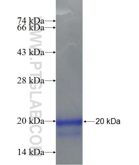 SYCN fusion protein Ag24489 SDS-PAGE