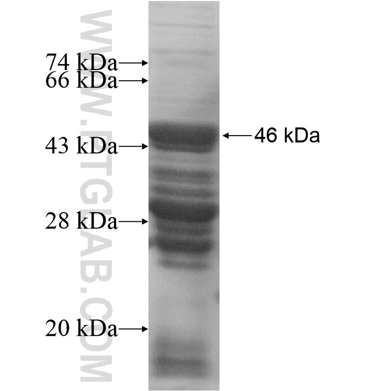 SYCP1 fusion protein Ag16724 SDS-PAGE