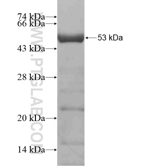 SYCP2 fusion protein Ag20076 SDS-PAGE