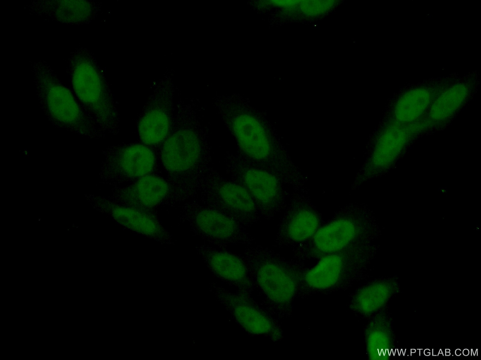 Immunofluorescence (IF) / fluorescent staining of HepG2 cells using SCP3 Polyclonal antibody (23024-1-AP)
