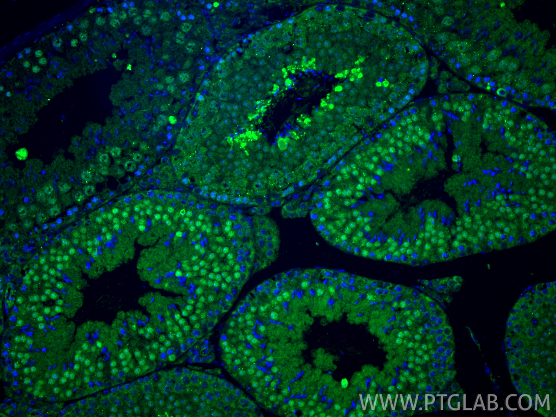 Immunofluorescence (IF) / fluorescent staining of mouse testis tissue using SCP3 Polyclonal antibody (23024-1-AP)