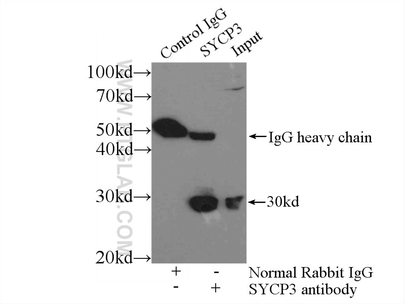 Immunoprecipitation (IP) experiment of mouse testis tissue using SCP3 Polyclonal antibody (23024-1-AP)