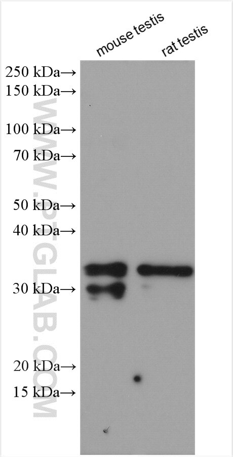 Western Blot (WB) analysis of various lysates using SCP3 Polyclonal antibody (23024-1-AP)