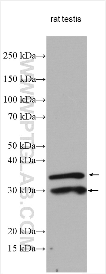 Western Blot (WB) analysis of various lysates using SCP3 Polyclonal antibody (23024-1-AP)