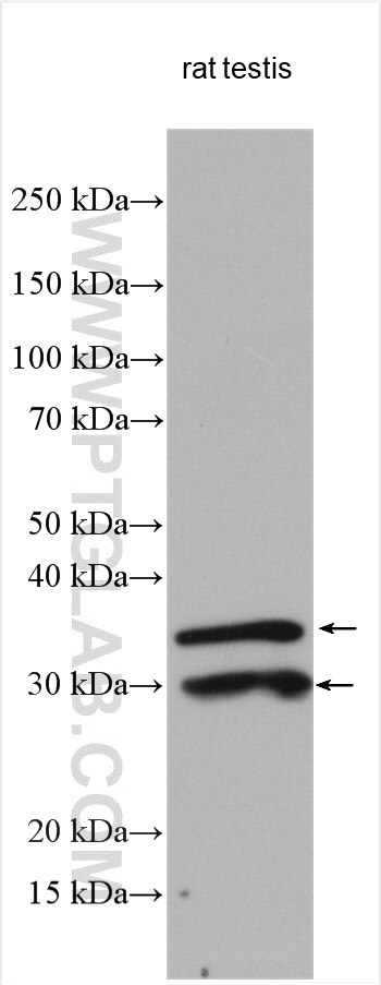 Western Blot (WB) analysis of various lysates using SCP3 Polyclonal antibody (23024-1-AP)