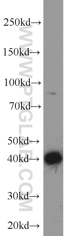 Western Blot (WB) analysis of HepG2 cells using SCP3 Polyclonal antibody (23024-1-AP)