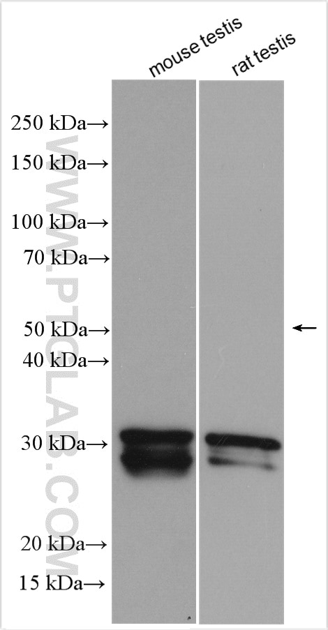 Western Blot (WB) analysis of various lysates using SYCP3 Polyclonal antibody (30079-1-AP)