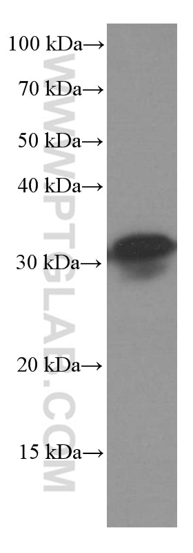 Western Blot (WB) analysis of human testis tissue using SCP3 Monoclonal antibody (66409-1-Ig)