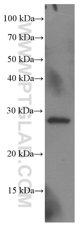 Western Blot (WB) analysis of DU 145 cells using SCP3 Monoclonal antibody (66409-1-Ig)