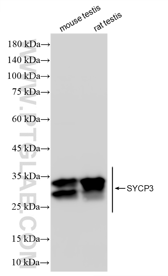 WB analysis using 86648-2-RR Western Blot (WB) analysis of various lysates using SYCP3 Recombinant monoclonal antibody (86648-2-RR)
