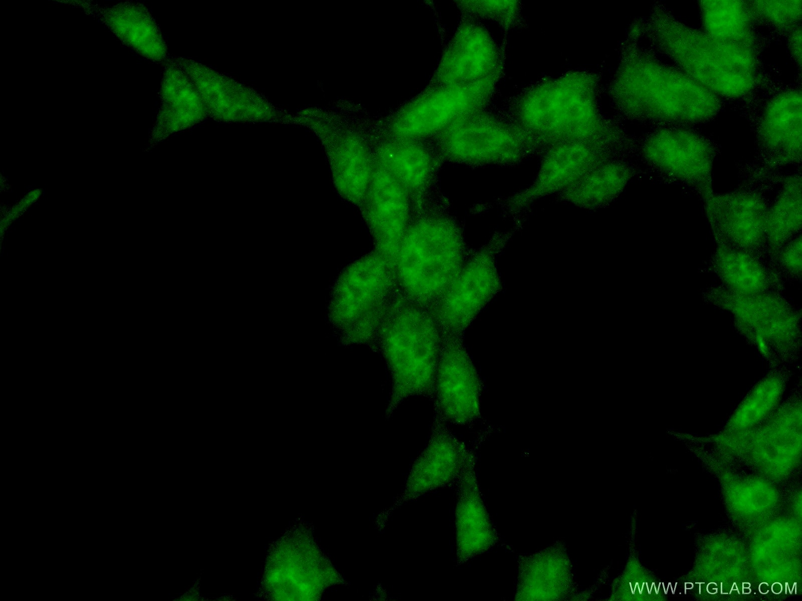 Immunofluorescence (IF) / fluorescent staining of HEK-293 cells using SYF2 Polyclonal antibody (16958-1-AP)