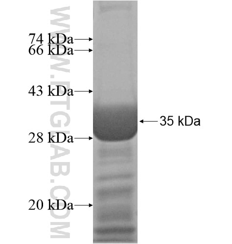 SYF2 fusion protein Ag10656 SDS-PAGE