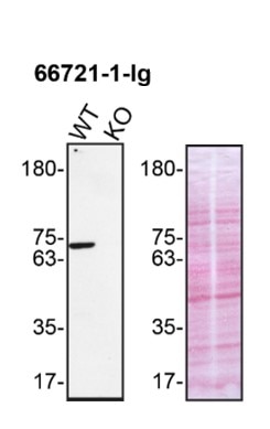 Western Blot (WB) analysis of THP-1 cells using SYK Monoclonal antibody (66721-1-Ig)
