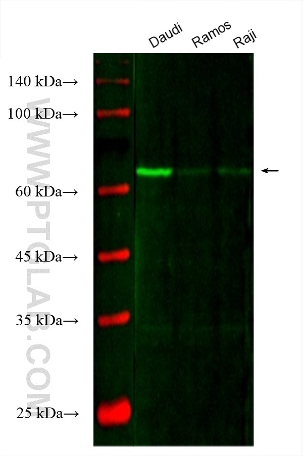 Western Blot (WB) analysis of various lysates using CoraLite® Plus 488-conjugated SYK Monoclonal antib (CL488-66721)