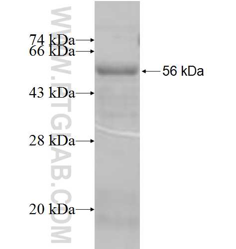 SYK fusion protein Ag6657 SDS-PAGE