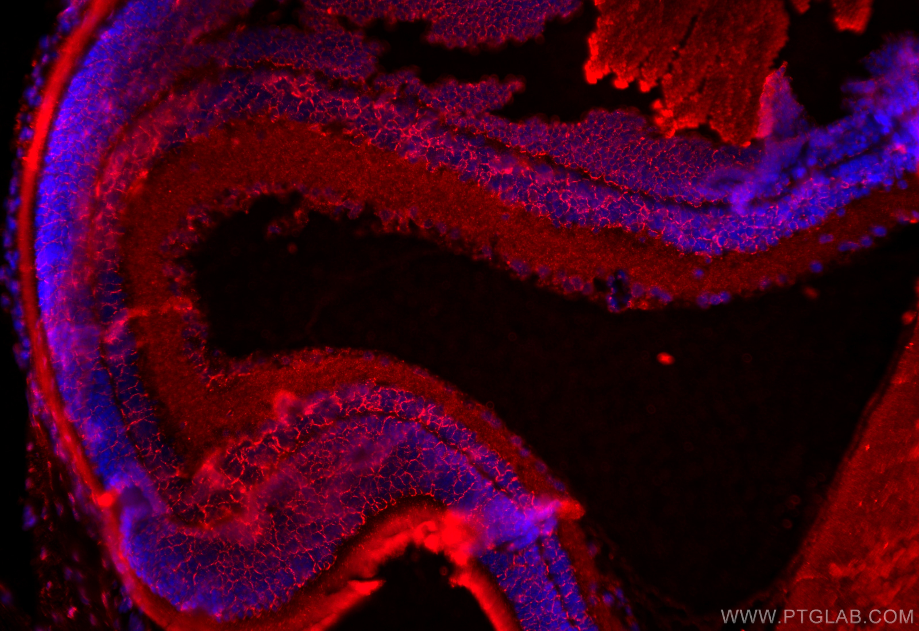 Immunofluorescence (IF) / fluorescent staining of rat eye tissue using SYN1-Specific Polyclonal antibody (20258-1-AP)