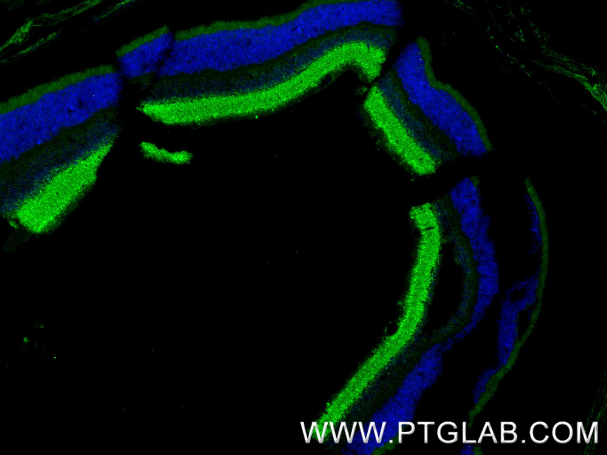 Immunofluorescence (IF) / fluorescent staining of mouse retina tissue using SYN1-Specific Recombinant antibody (85360-1-RR)