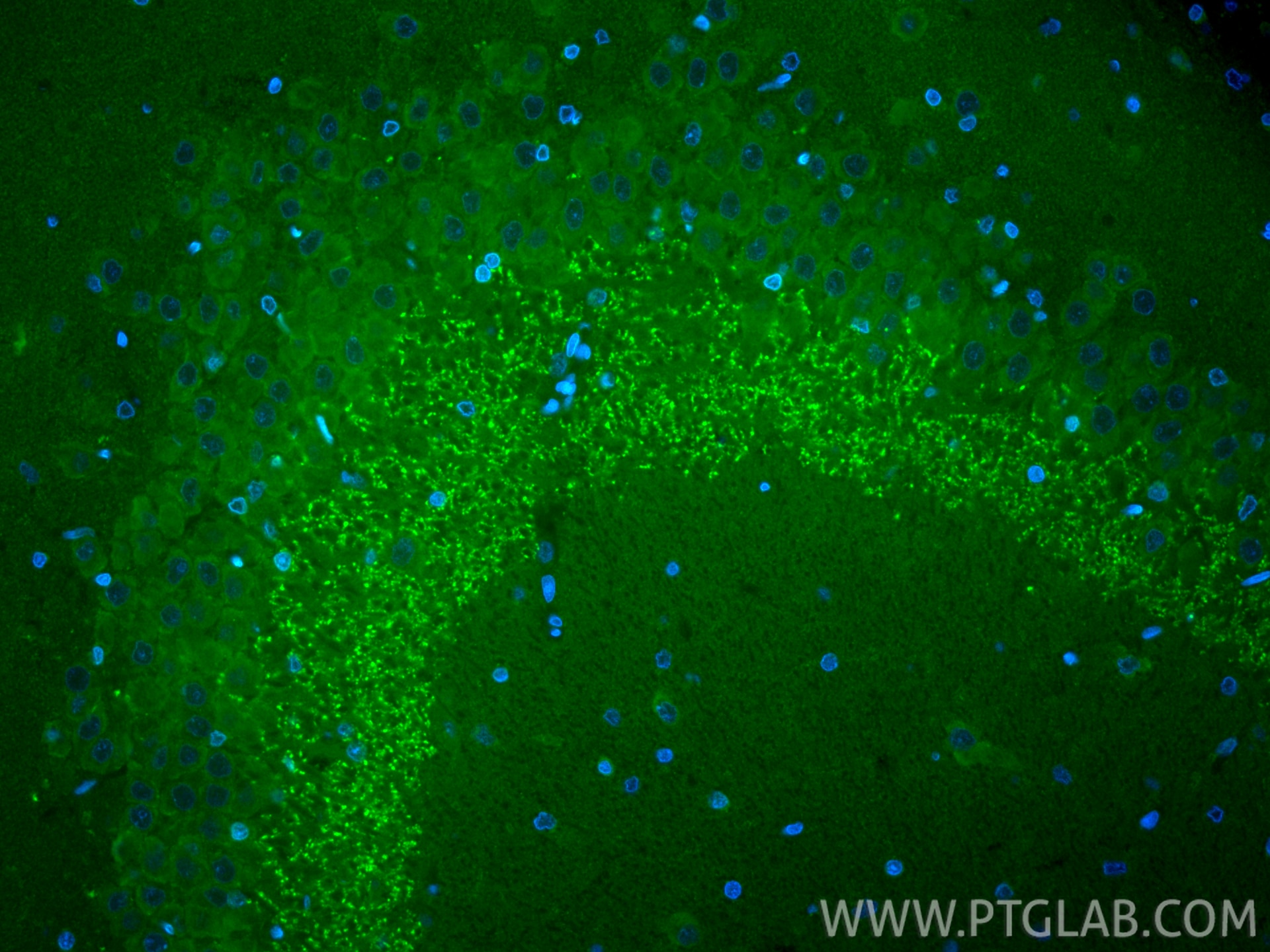 Immunofluorescence (IF) / fluorescent staining of rat brain tissue using CoraLite® Plus 488-conjugated SYN1-Specific Recomb (CL488-85360)