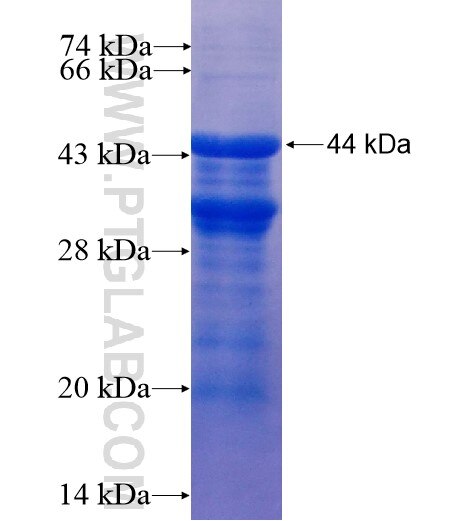 SYN2 fusion protein Ag10077 SDS-PAGE
