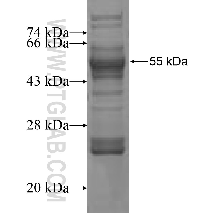 SYN2 fusion protein Ag9855 SDS-PAGE