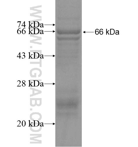 SYN3 fusion protein Ag12329 SDS-PAGE