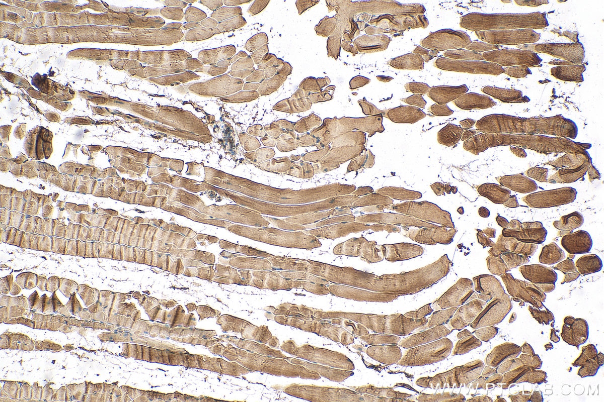 Immunohistochemistry (IHC) staining of mouse skeletal muscle tissue using Syncoilin Polyclonal antibody (25151-1-AP)