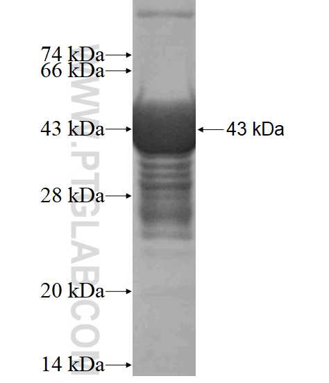 SYNC fusion protein Ag18565 SDS-PAGE