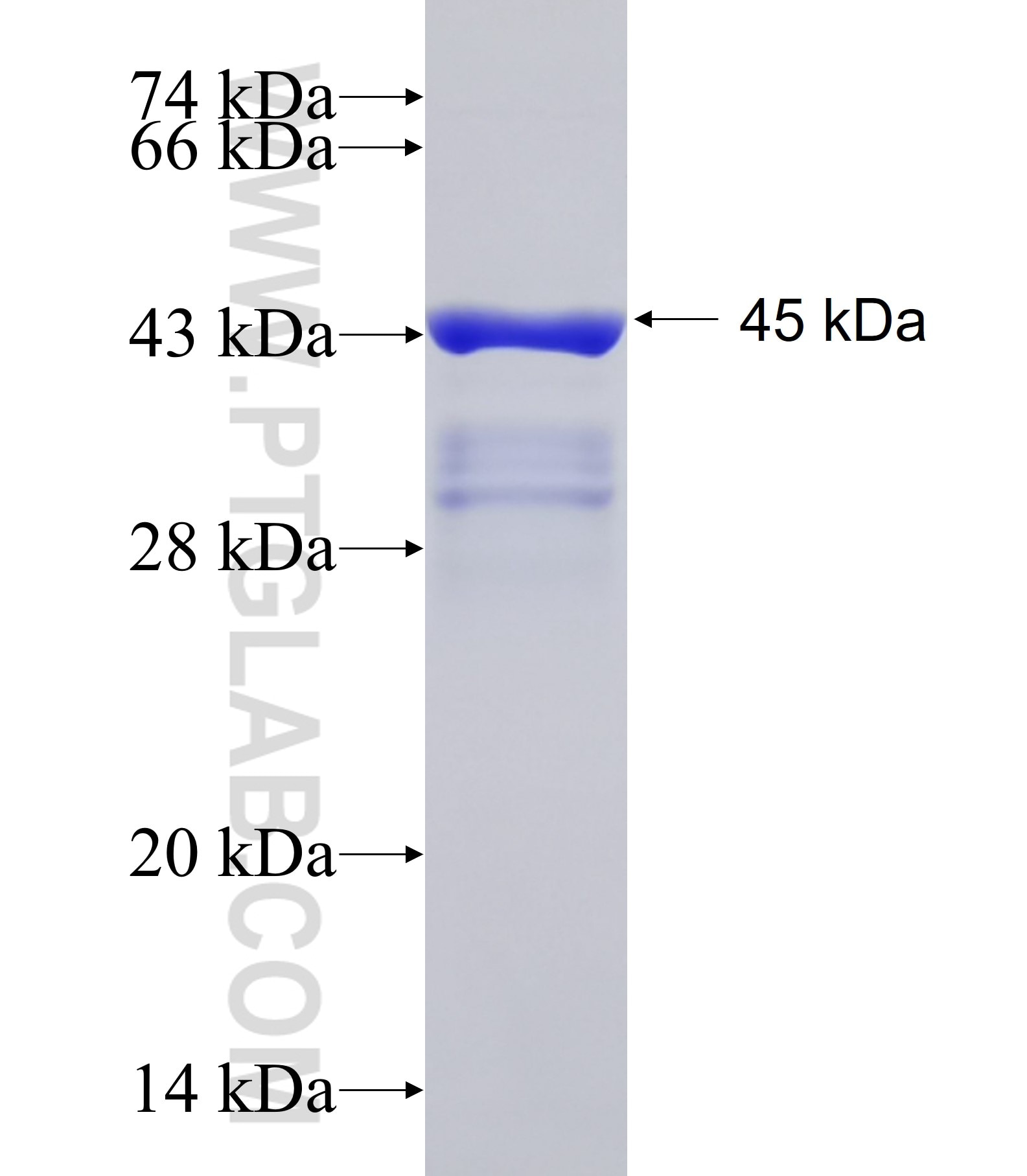 SYNC fusion protein Ag18565 SDS-PAGE