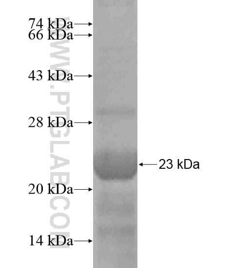 SYNC fusion protein Ag18664 SDS-PAGE