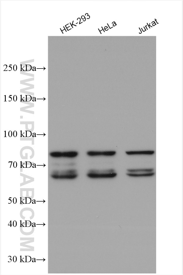 Western Blot (WB) analysis of various lysates using SYNCRIP Polyclonal antibody (14024-1-AP)