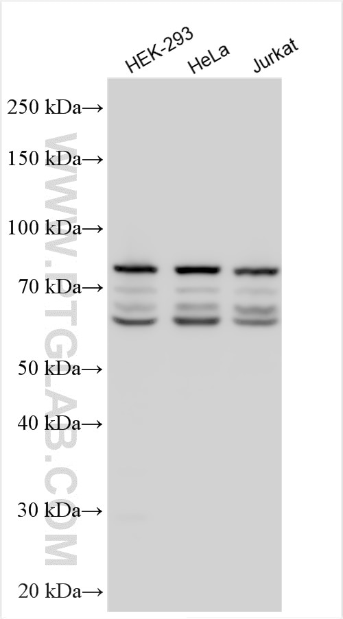 Western Blot (WB) analysis of various lysates using SYNCRIP Polyclonal antibody (14024-1-AP)