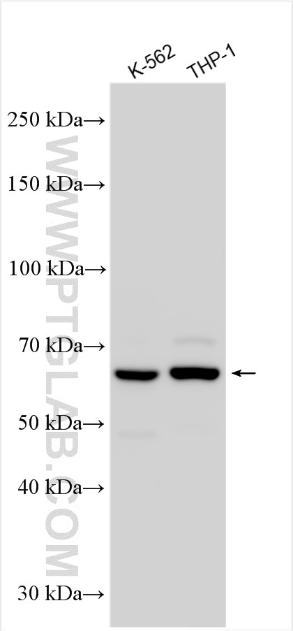 Western Blot (WB) analysis of various lysates using SYNCRIP Polyclonal antibody (30443-1-AP)