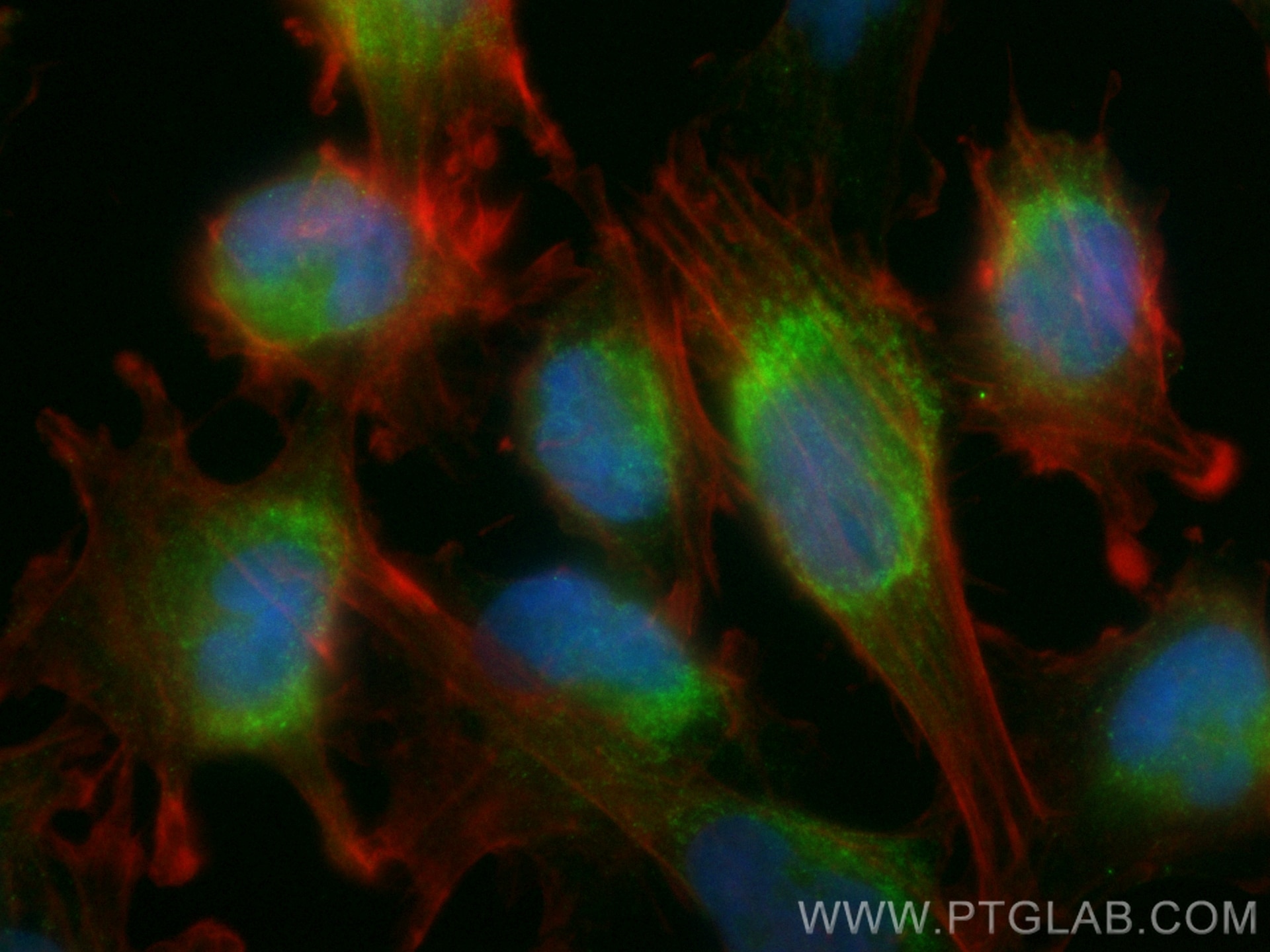 Immunofluorescence (IF) / fluorescent staining of U-251 cells using CoraLite® Plus 488-conjugated SYNGAP1 Recombinant  (CL488-85045)