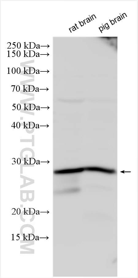 Western Blot (WB) analysis of various lysates using SYNGR1 Polyclonal antibody (10432-1-AP)