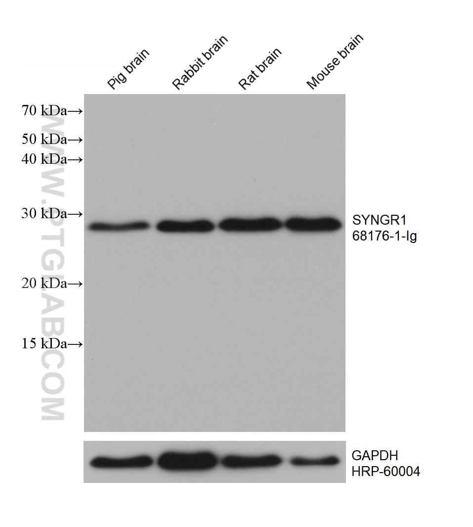 Western Blot (WB) analysis of various lysates using SYNGR1 Monoclonal antibody (68176-1-Ig)