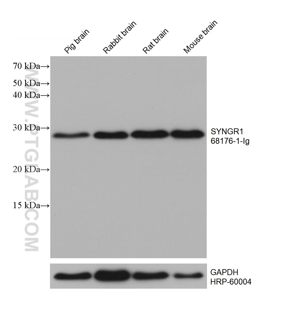 WB analysis using 68176-1-Ig
