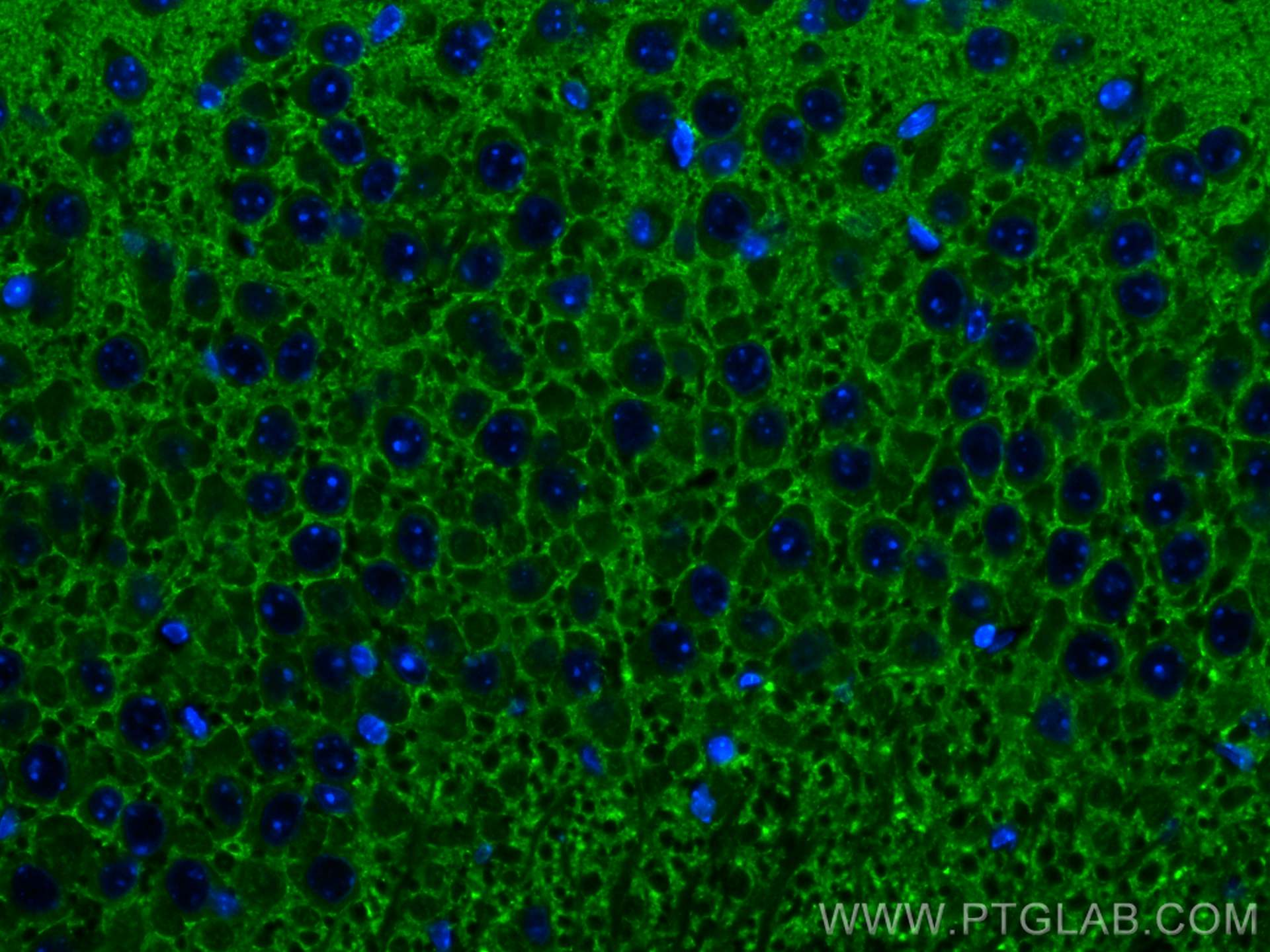 Immunofluorescence (IF) / fluorescent staining of mouse brain tissue using CoraLite® Plus 488-conjugated SYNGR1 Monoclonal an (CL488-68176)
