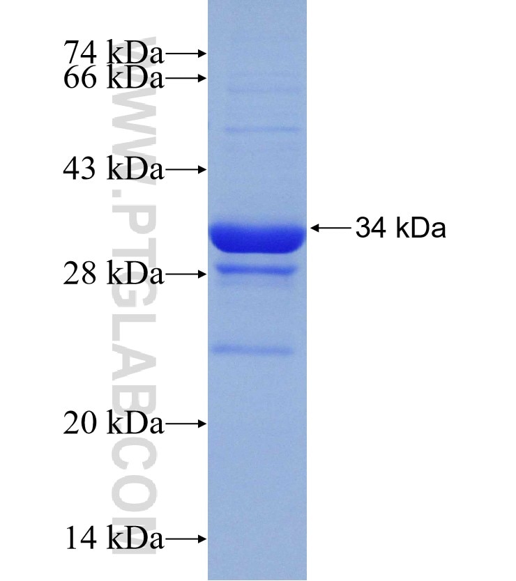 SYNGR1 fusion protein Ag31214 SDS-PAGE