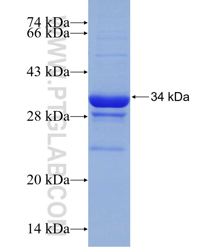 SYNGR1 fusion protein Ag31214 SDS-PAGE