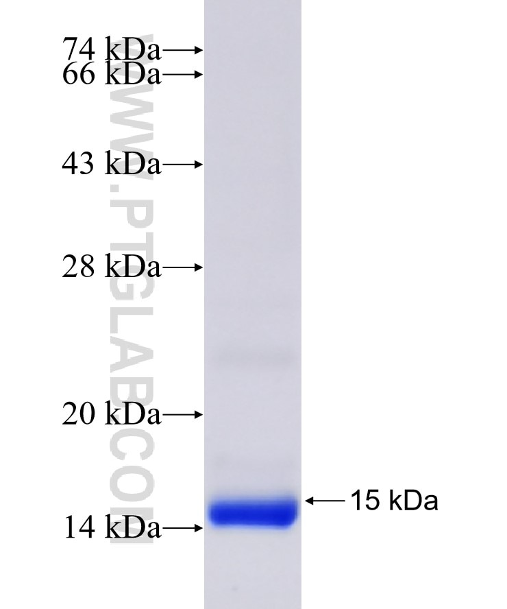 SYNGR1 fusion protein Ag31309 SDS-PAGE