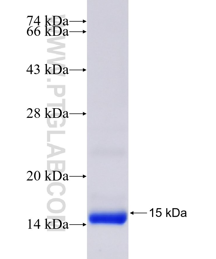 SYNGR1 fusion protein Ag31309 SDS-PAGE