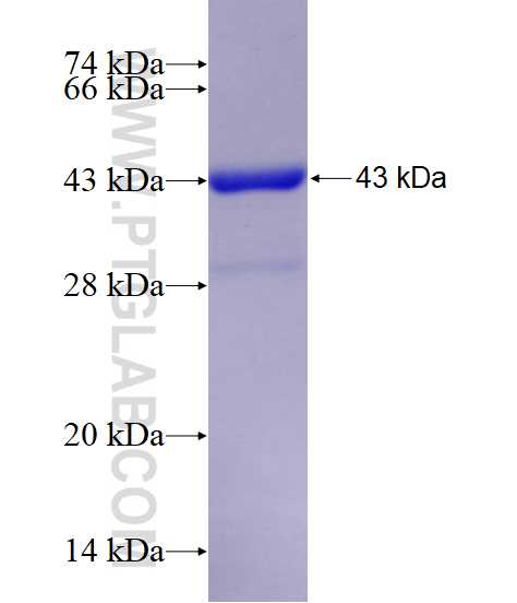 SYNGR1 fusion protein Ag0685 SDS-PAGE
