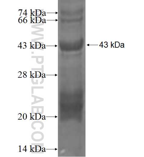 SYNGR2 fusion protein Ag0720 SDS-PAGE