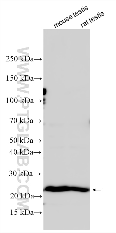Western Blot (WB) analysis of various lysates using SYNGR4 Polyclonal antibody (21751-1-AP)