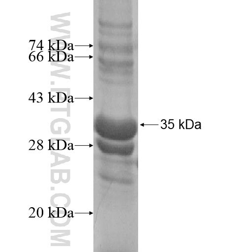 SYNGR4 fusion protein Ag15662 SDS-PAGE